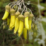 Oils, Extracts, Hydrosols and Essential Oils